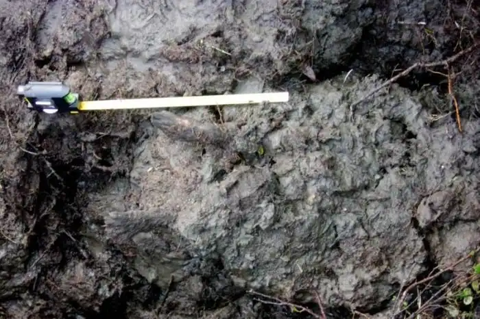 В Сибири обнаружили мумифицированного щенка возрастом 12 000 лет