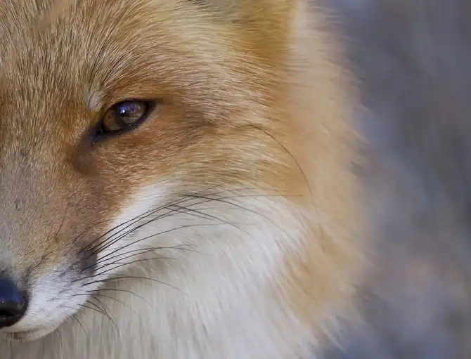 Удивительный фотоконкурс National Geographic 2015 начался