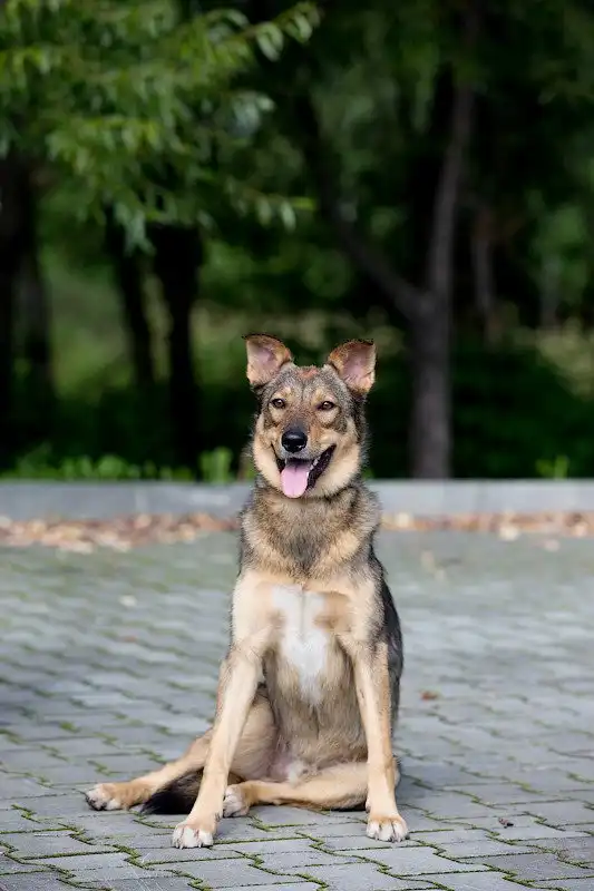 Отдам собачку Мишку