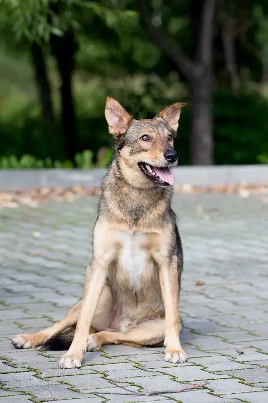 Отдам собачку Мишку