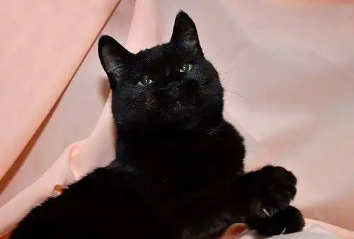 Отдам кошечку Изюминку