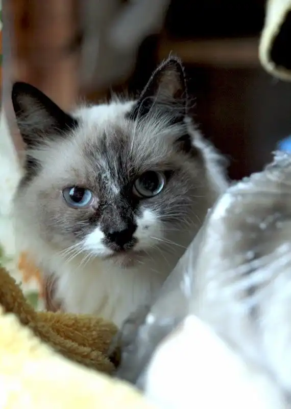 Отдам кошечку Шахерезаду