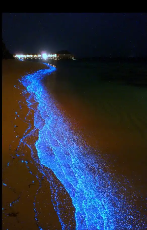 Парадокс фитоплангтона