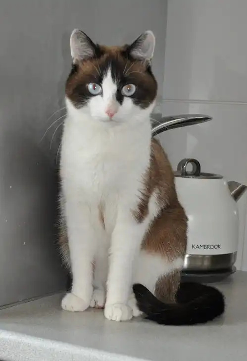 Отдам котика Татошку