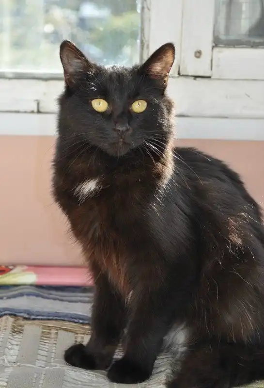 Отдам кошечку Помидорку