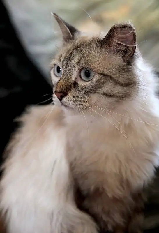 Отдам котика Одиссея