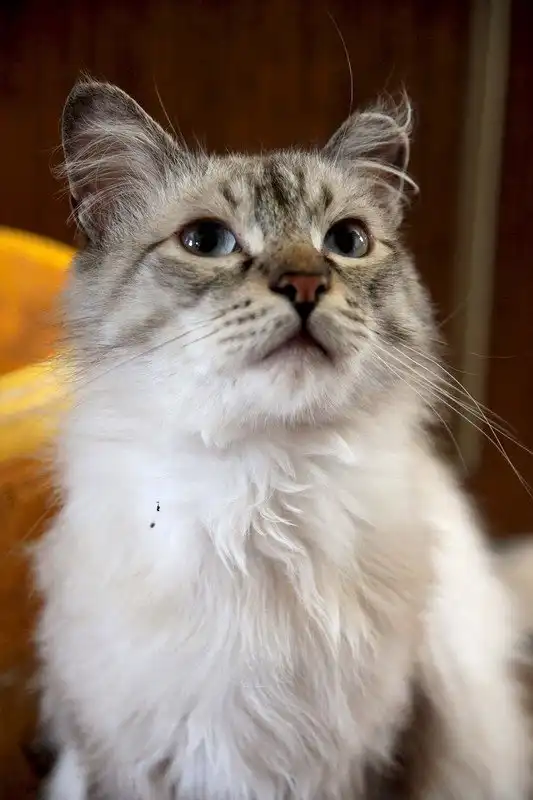 Отдам котика Одиссея