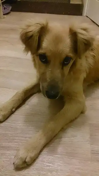 Отдам щенка- подростка (девочка) в хорошие руки