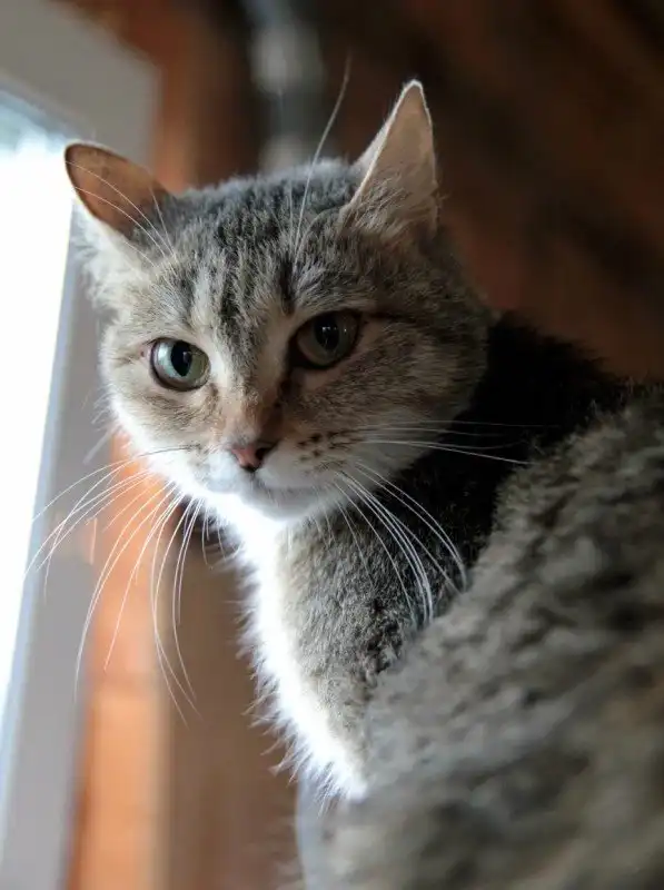 Отдам кошечку Хельгу