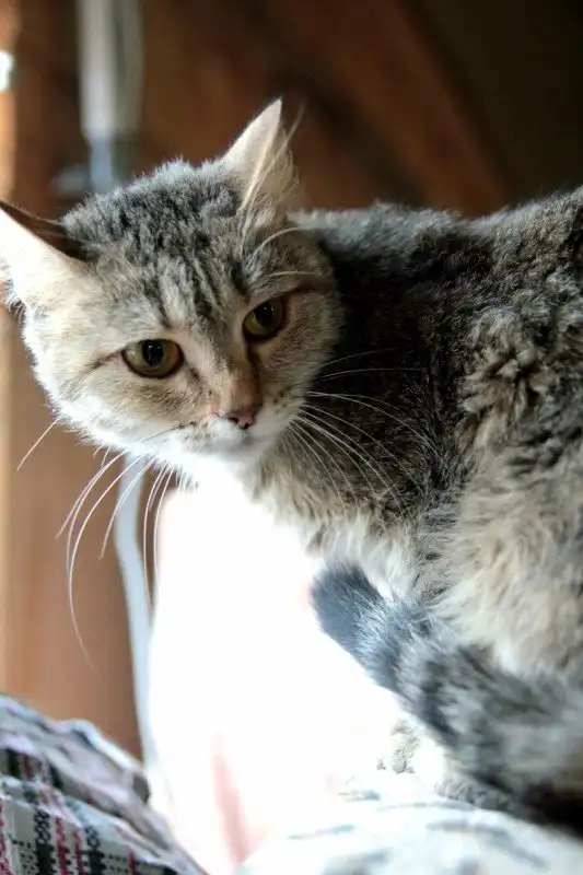 Отдам кошечку Хельгу