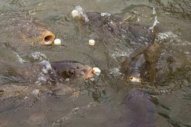Как самостоятельно съездить в Японию