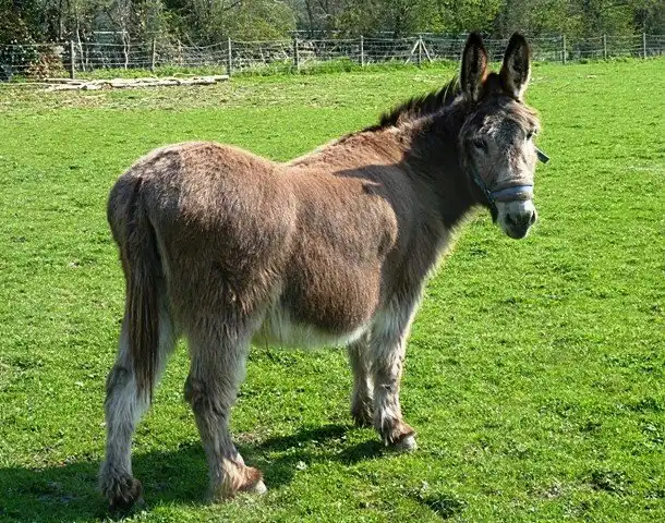 Самые сумасшедшие соревнования по поеданию продуктов в мире