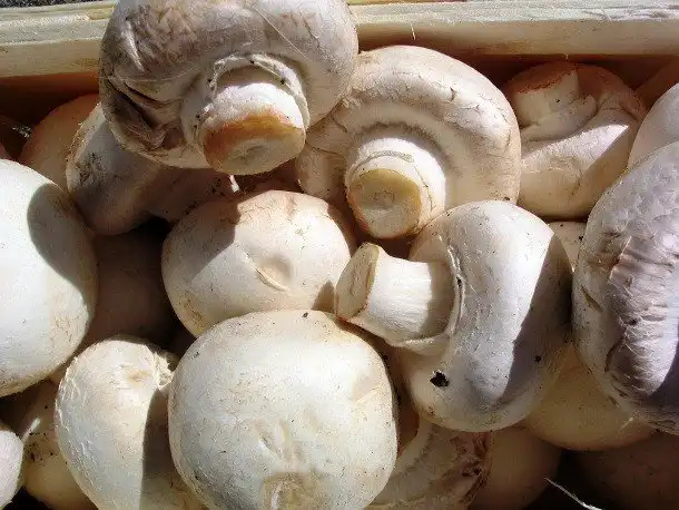 Самые сумасшедшие соревнования по поеданию продуктов в мире