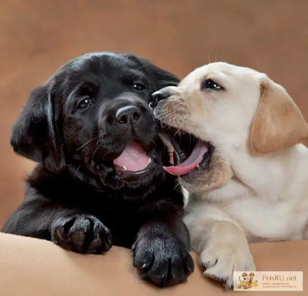 10 самых преданных пород собак