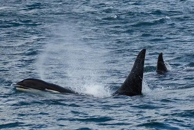 Первозданная Камчатка: Тихий океан