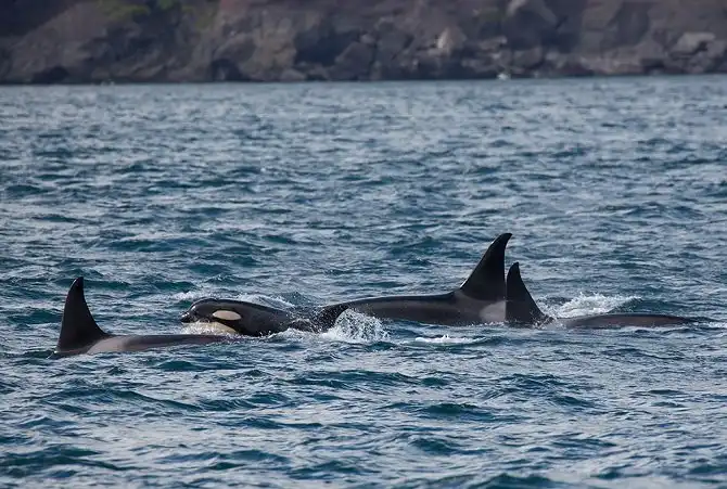 Первозданная Камчатка: Тихий океан