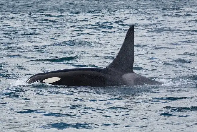 Первозданная Камчатка: Тихий океан