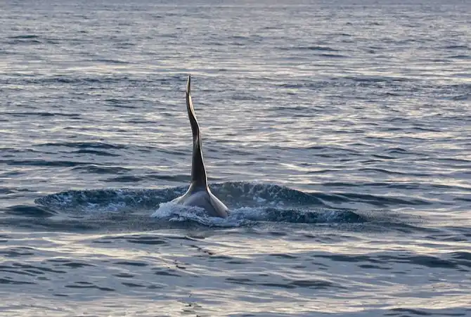 Первозданная Камчатка: Тихий океан