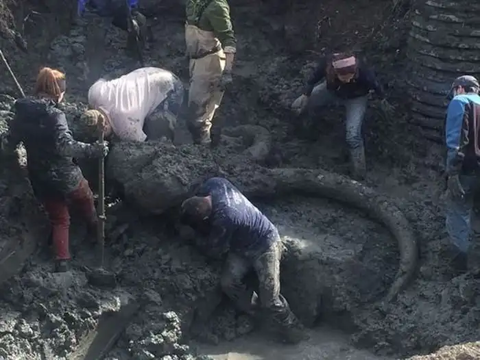 Американский фермер обнаружил останки мамонта на своем поле