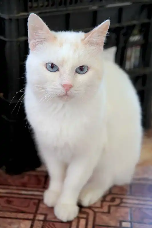 Отдам котика Коралла