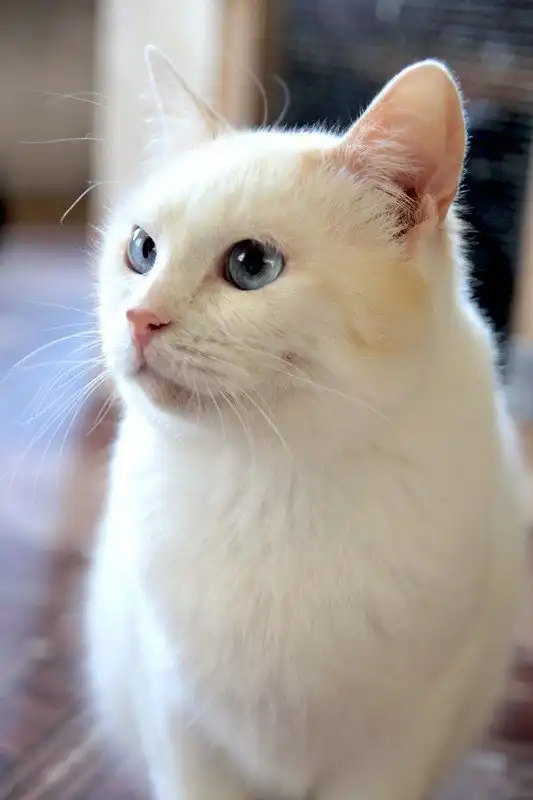 Отдам котика Коралла