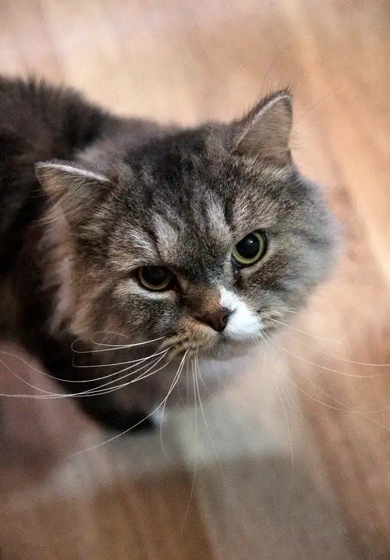 Отдам котика Казимира