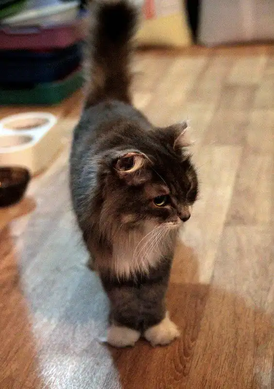 Отдам кошечку Полину