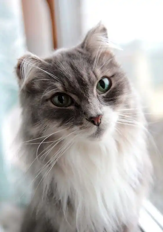 Отдам кошечку Полину