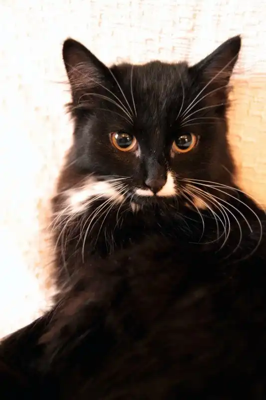 Отдам котят