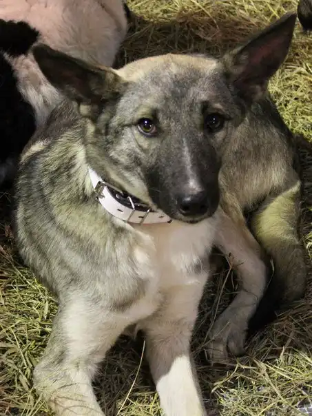 Отдам пёсика Невила