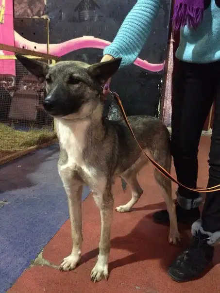 Отдам пёсика Невила