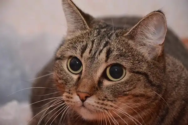 Отдам кошечку