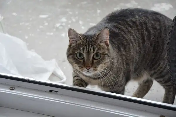 Отдам кошечку