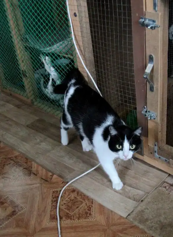 Отдам кошечку Соню