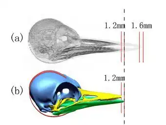 Почему у дятла не болит голова ?