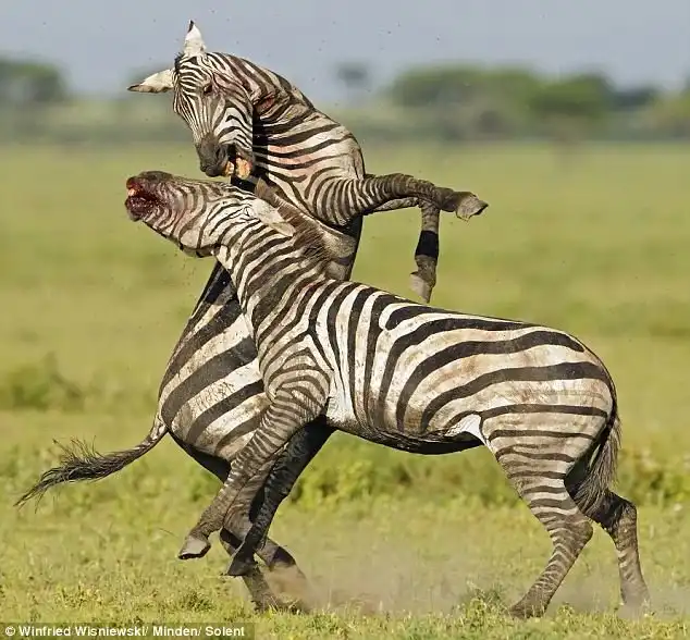 Бои в дикой природе