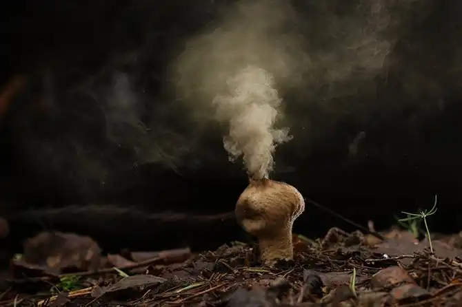 15 фото о дикой природе — самом неизведанном, что есть на земле