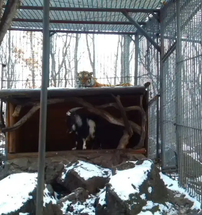 В Приморском сафари-парке храбрый козел, отданный на съедение тигру, сумел постоять за себя