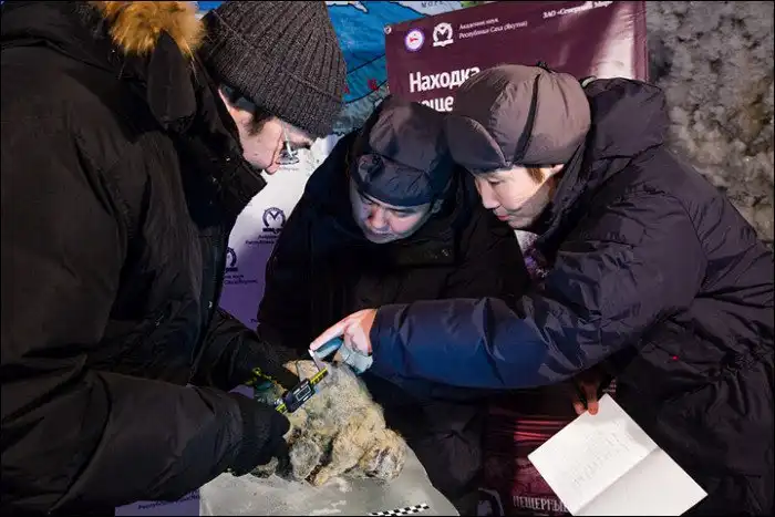 В Якутии обнаружили останки детенышей пещерного льва