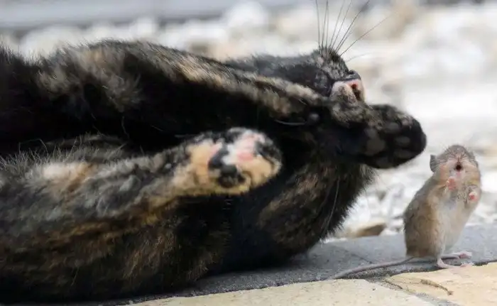 Кот поиграл с пойманной им мышью и отпустил ее