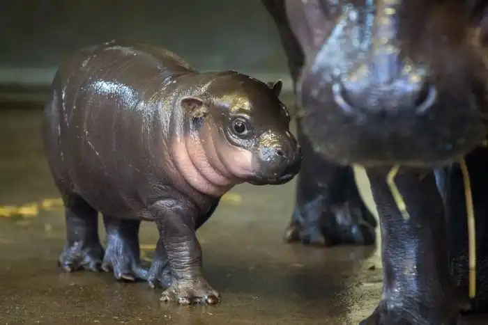 В зоопарке Бристоля показали 3-недельного детеныша карликового бегемота
