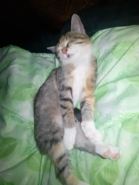 История спасения одного котенка