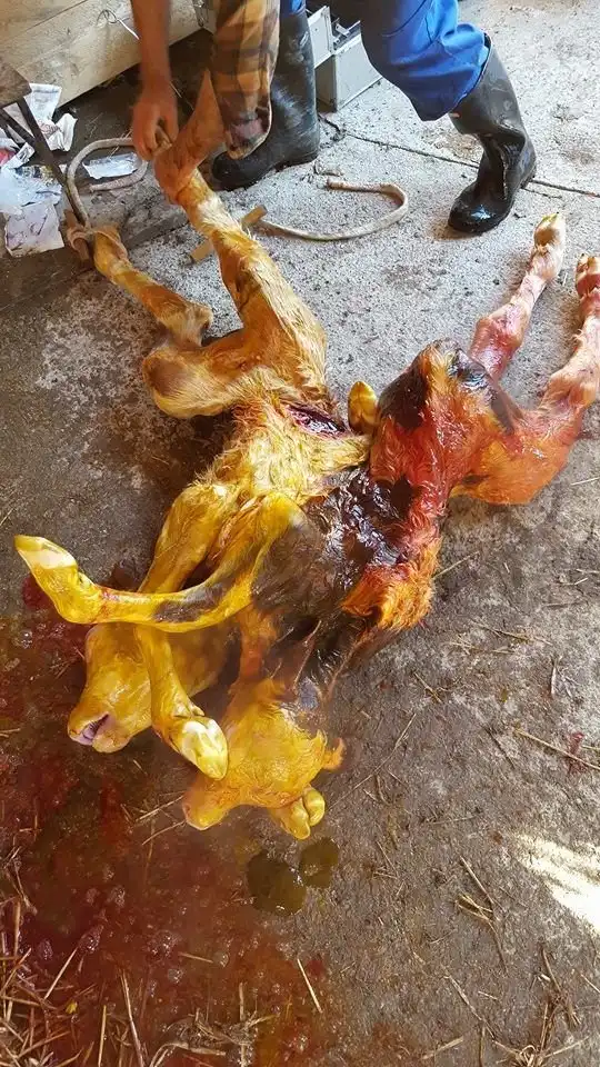 Ветеринар сделал корове кесарево сечение ради телят-сиамских близнецов