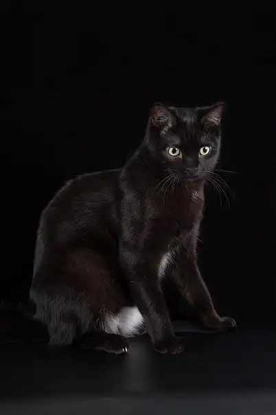 Необыкновенный котик ищет хозяина