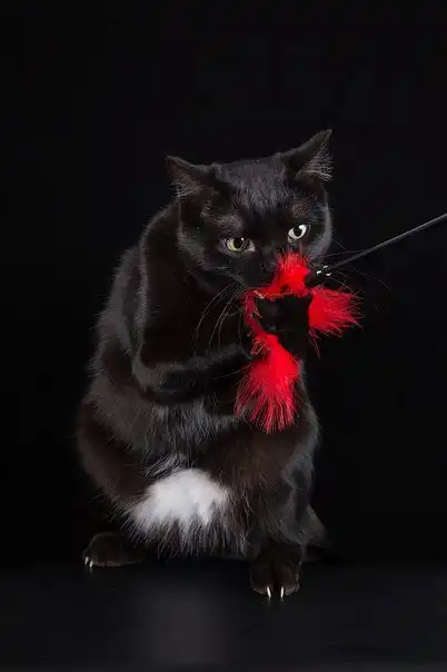 Необыкновенный котик ищет хозяина