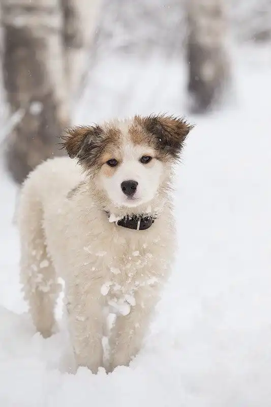 Отдам щенка Милу