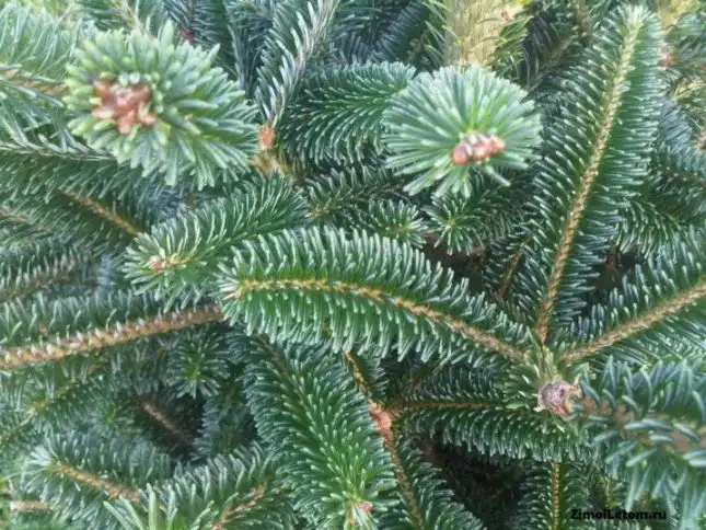 Как выбрать живую елку: инструкция для покупателей