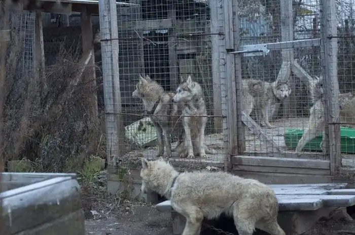 Во Владимирской области зоозащитники спасли 20 хаски из «адского питомника»