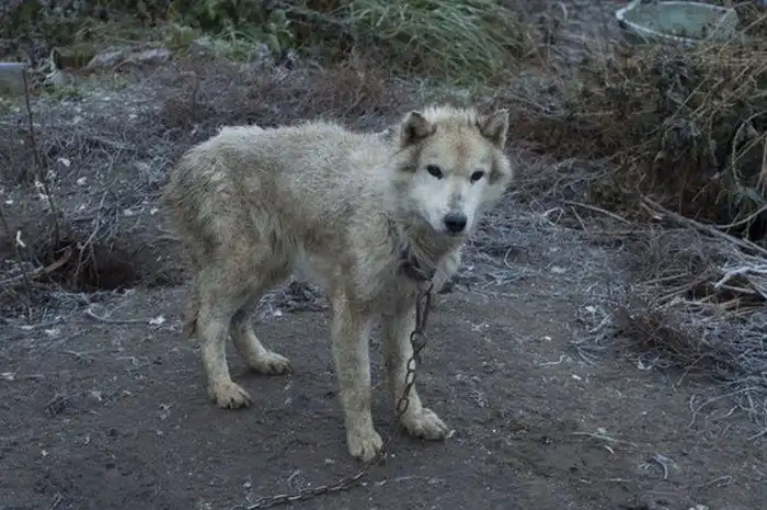Во Владимирской области зоозащитники спасли 20 хаски из «адского питомника»