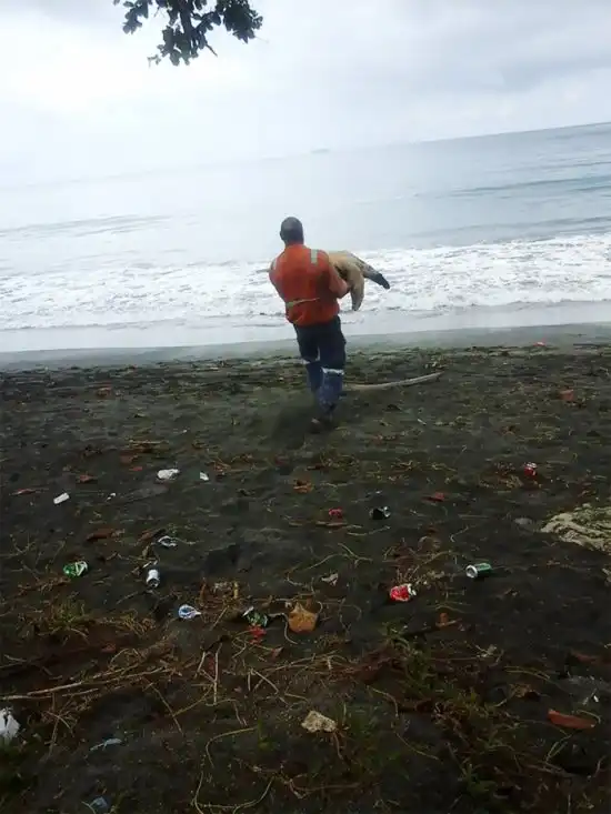 Мужчины покупают черепах на рынке, чтобы отпустить их обратно в океан